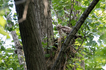  red-shouldered hawk (Buteo lineatus) at nest