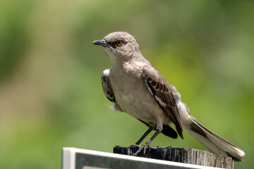 Mocking bird