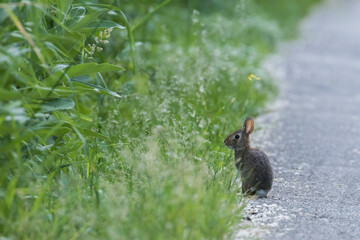 The eastern cottontail (Sylvilagus floridanus)