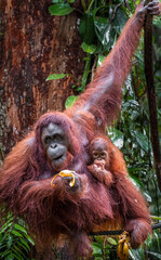 Malaysian orangutans