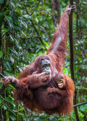 Malaysian orangutans