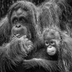 Malaysian orangutans
