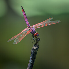 Mauritius dragonfly