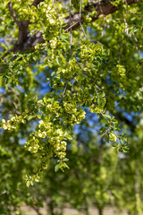 Fototapeta na wymiar A branch of a small elm (lat. Ulmus minor) covered with seed fruits