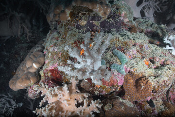 Great barrier reef underwater corals. Scuba diving.
