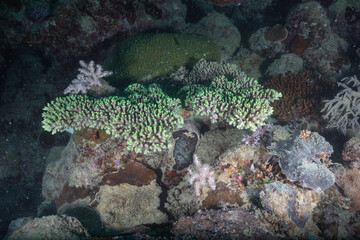 Great barrier reef underwater corals. Scuba diving.