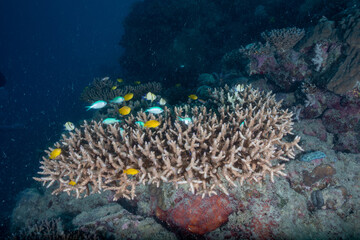 Naklejka na ściany i meble Great barrier reef underwater corals. Scuba diving.