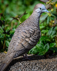 Mauritius bird