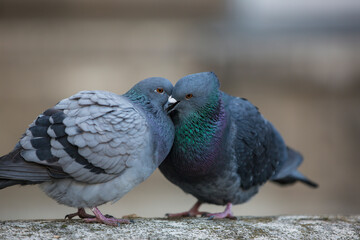 two gray colored pigeons sitting and petting in the middle of city