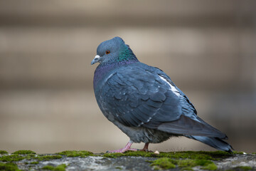 grey colored pigeon sitting in the middle of city staring around