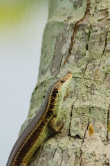longtail mabuya on tree