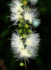 Micronesian flower