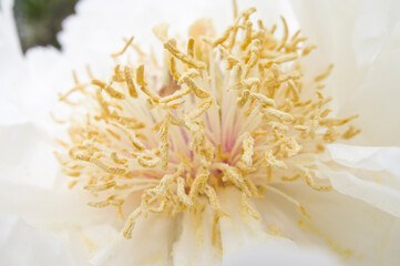 The name of this peony is Hakuchou-no-mizu'umi.Scientific name is Paeonia suffruticosa.