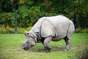 Obraz premium A White Rhinoceros walking in the grass. The species is facing extinction in the wild
