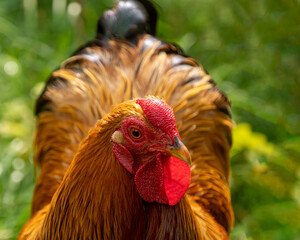 Portrait of a hen