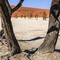 Sossusvlei (Dead Vlei), Namibia.
