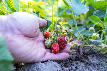 Picking ripe strawberries with hands in the garden