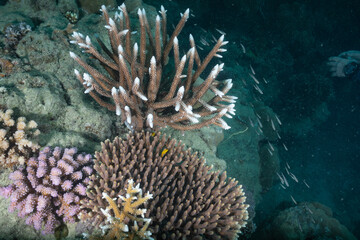 Naklejka na ściany i meble Great barrier reef underwater corals. Scuba diving.