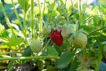 Ripe red strawberries and green berries on a bush growing in the garden.
