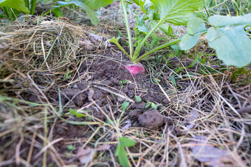 Fresh radish growing in the garden