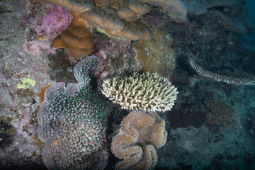 Great barrier reef underwater corals. Scuba diving.