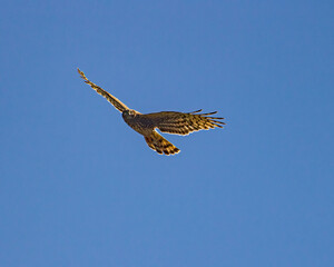 Red Tail hawks in Flight