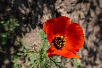Beautiful red wild poppy growing in the mountains