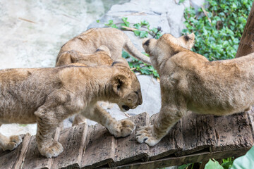 Lion cubs at the zoo