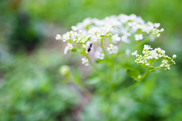 Spring white flowers small buds