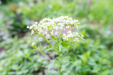 Spring white flowers small buds
