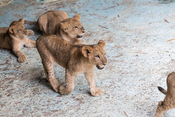 Lion cubs at the zoo