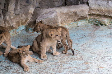 Lion cubs at the zoo