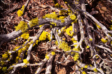 Wolf lichen (Letharia vulpina) on dead juniper trunk in Lava Beds in Northeastern California