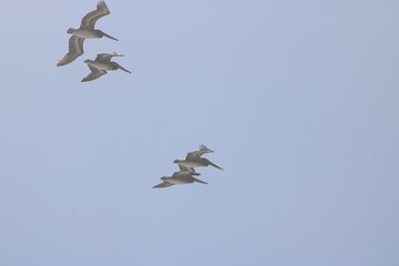 Pelicans in the Summer