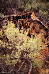 Sagebrush growing in the volcanic desert of California
