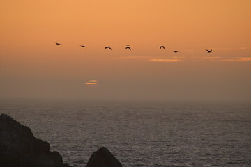 Pelicans in the Summer