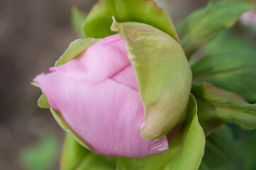 The name of this peony is Seidai.Scientific name is Paeonia suffruticosa.