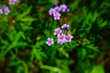 Meadow geranium, meadow crane's-bill, Geranium pratense, field plant. Very shallow focus