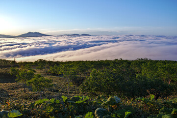 晴れた早朝の森の草木と雲海と遠くの山。