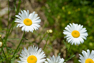 Daisies growing in the wild with beautiful white flowers that have yellow centers and green stems
