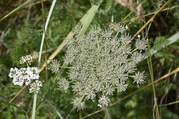 Dutch (Zeeland) beach area full of floral variation.