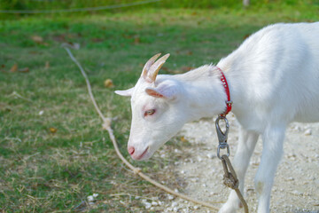 Obraz premium 白ヤギの赤ちゃん