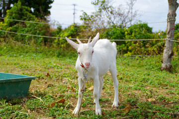 白やぎの赤ちゃん
