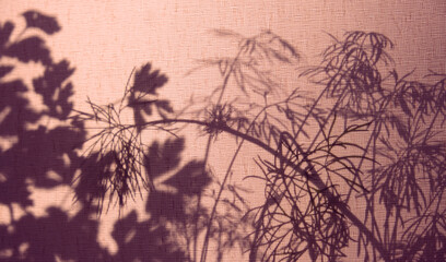 Silhouette of plant behind curtain. Light and shadow sunset on old retro beige fabric texture. Granny's house vintage textile background. Abstract backdrop with floral pattern and crossed lines shadow
