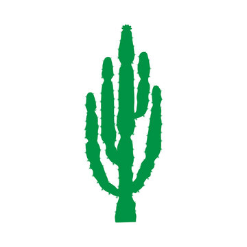 beautiful thorny cactus desert plant vector illustration design