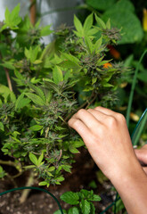 Naklejka na ściany i meble Pruning marijuana plant with buds. Concept sowing marijuana