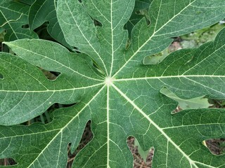 papaya tree in nature garden