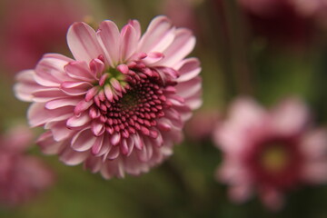 Obraz premium Aster Flower