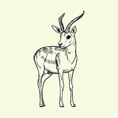 Vintage Hand drawn springbok deer