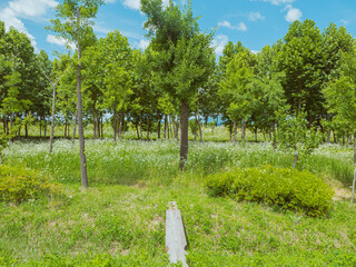 beautiful scenary of blue sky and greeny trees.